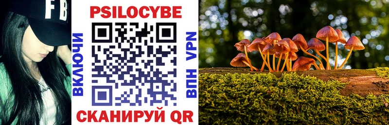 Купить закладки  Новохопёрск  Псилоцибиновые грибы Cubensis 